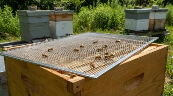 Königinnengitter aus Metall: Die Langzeitlösung für gesunde, produktive Bienenstöcke