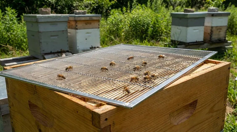 Metal Queen Excluders: The Long-Term Solution for Healthy, Productive Hives