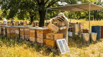 How Commercial Beekeepers Balance Honey Production and Hive Health in Summer