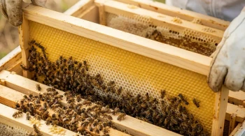 Chaos and Order: The Strategic Value of Beeswax Foundation
