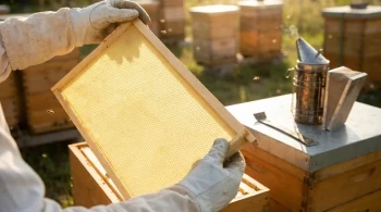 Der Bauplan im Bienenstock: Warum Wabenmittelwand das Fundament der modernen Bienenzucht ist