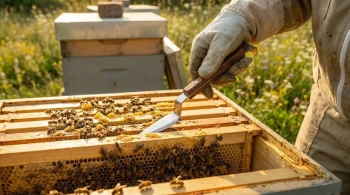 The Art of Intervention: A Systems Approach to Beehive Maintenance