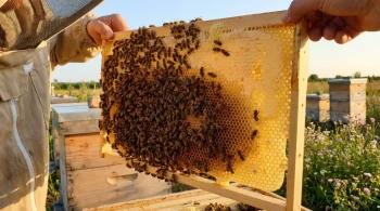 蜂巢的隐形引擎：解读蜂蜡生产的经济学