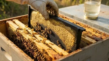 The Architect's Dilemma: Why Bees Ignore Your Plastic Foundation