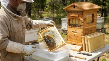 보이지 않는 적: 벌통 프레임의 곰팡이가 질병이 아닌 증상인 이유