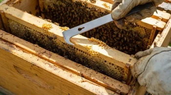 Die Architektur einer Kolonie: Warum moderne Bienenstöcke ein Dialog mit der Natur sind