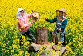 How Bee Behavior and Weather Dictate Optimal Honey Harvest Times