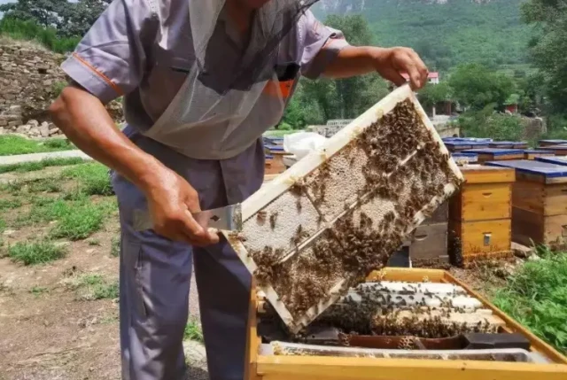 塑料地基与蜂蜡地基：养蜂人需要了解的可持续蜂巢知识