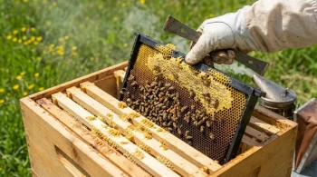 The Real Reason Your Bees Ignore Plastic Frames—And How to Fix It for Good