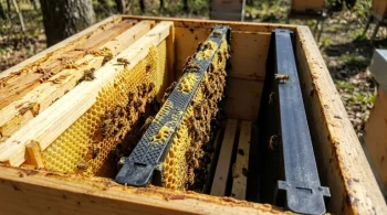 Why Your Bees Won't Build on Plastic Frames—And How to Fix It for Good