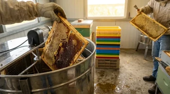 The Physics of Failure: Why Modern Apiaries Are Migrating from Wood to Plastic Frames