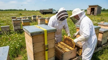 Jenseits der Bienenkiste: Warum Ihre erste Imkereiinrichtung Ihren Erfolg bestimmt
