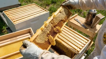 Müde von durchhängenden Waben? Die versteckten Kosten von "billigen" Bienenstockrahmen