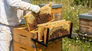 Order from Chaos: The Deliberate Design of the Beekeeping Frame Perch