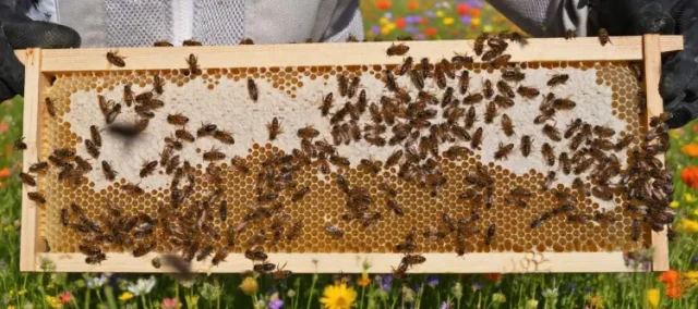 How Beekeepers Can Choose the Right Comb Reinforcement for Hive Health and Durability