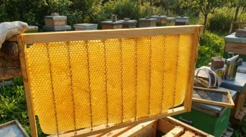 Why Your Honeycomb Keeps Collapsing: The Unseen Weakness in Pure Beeswax Foundation