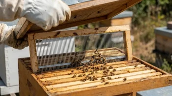 利润的物理学：为什么变形的王笼会损害您的蜂蜜产量