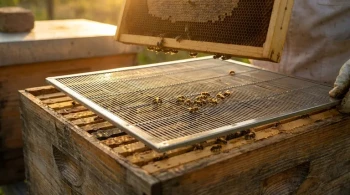 Beyond Upfront Cost: Why Metal Queen Excluders Are an Investment in Apiary Efficiency