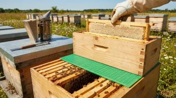 効率性の建築：なぜクイーンエクスクルーダーが商業養蜂の礎石なのか