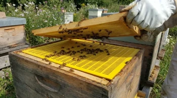 Eine kalkulierte Intervention: Die präzise Kunst des Einsetzens eines Königinnengitters