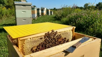 Beyond the Gate: The Queen Excluder as a Keystone of Apiary Efficiency