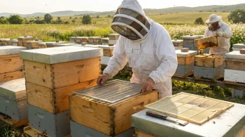Oltre il Costo Iniziale: Il Caso Economico e Biologico degli Escludi Regina in Metallo