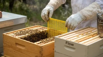 The Unseen Gatekeeper: Why Queen Excluders Are Non-Negotiable for Flow Hives