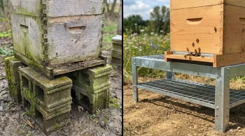 Why Your Hives Are Failing: The Hidden Moisture Threat Your Hive Stand Might Be Ignoring