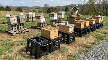 That 'Simple' Hive Stand Is a Hidden Drain on Your Apiary. Here’s Why.