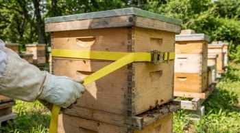 Beyond the Box: How Hive Standardization Shapes Beekeeping Success