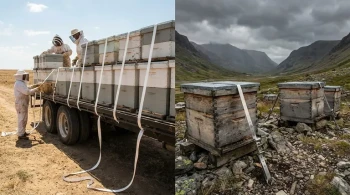 The Physics of Apiary Security: Why Your Hive Strap Material Matters More Than You Think