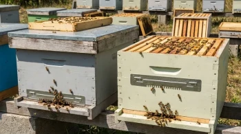 The Unseen Flaw in Your Apiary: Why Hive Entrance Placement Dictates Your Profit