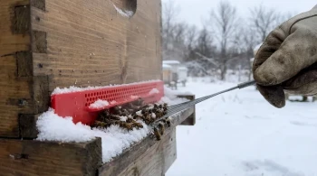 Ein einzelner Schwachpunkt: Die entscheidende Bedeutung eines freien Fluglochs im Winter