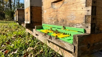 A Question of Access: Why the Hive Entrance is a Beekeeper's Most Critical Control Point