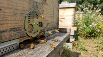 The Four States of the Hive Entrance: A Gateway or a Fortress?