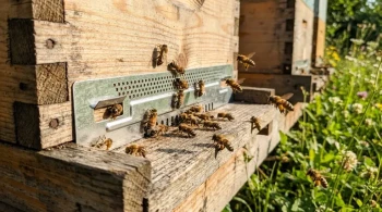 The Hive Entrance: A Masterclass in Engineering and Risk Management