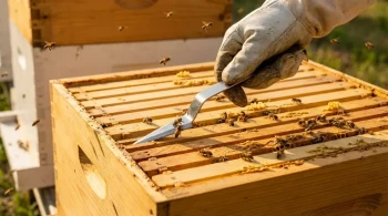 The Beekeeper's Dilemma: Managing Vertical Space and Colony Psychology