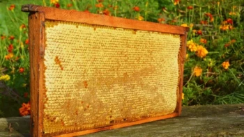 How Frame and Comb Selection Transforms Hive Health and Honey Production