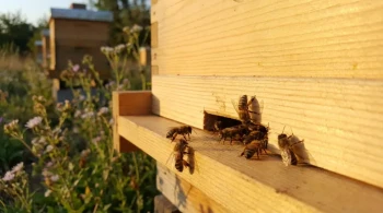 Defensible Space: How a Simple Tool Reduces a Bee Colony's Collective Stress