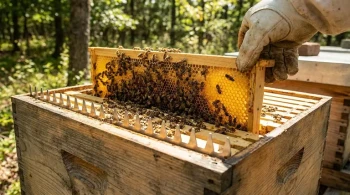 The Tyranny of Space: How a Simple Frame Redefined Beekeeping
