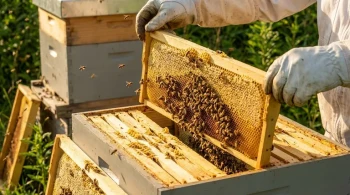 Bee Space: The Architectural Principle Governing a Honeybee Society