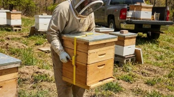 The Physics of a Stacked Beehive: Why a Simple Connector is a Non-Negotiable Tool