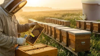 16, 21, 24: The Three Numbers That Dictate Your Apiary's Profitability