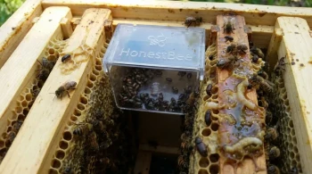 Anatomy of a Hive Collapse: The Small Hive Beetle's Numbers Game