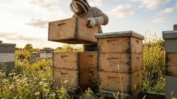 Mais do que um Número: Por que o Debate Colmeia de 8 Quadros vs. 10 Quadros é Sobre Psicologia, Não Apenas Produção