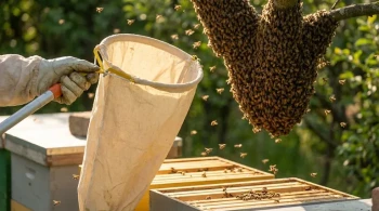 The Signal and the Swarm: Reading Bee Population as a System, Not a Number
