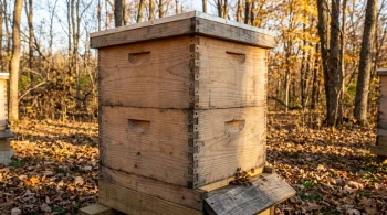 The Architecture of a Thriving Hive: Why Two Boxes Are More Than a Number