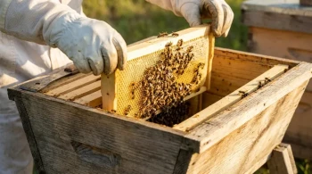 The Architecture of Instinct: Why Three Numbers Define a Beehive's Success