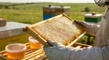 How Preserving Wax Foundations Can Increase Honey Production by Over 20%