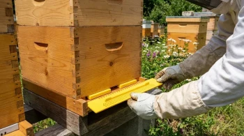 Why Your Strongest Hives Swarm—And the Simple Swap That Prevents It
